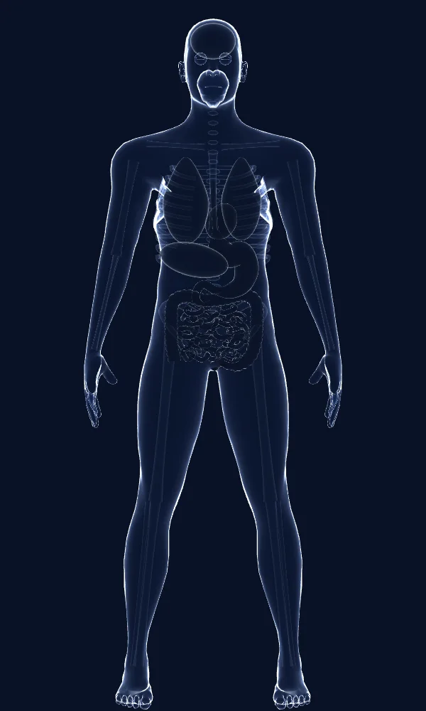 Diagram of the body with the digestive system highlighted